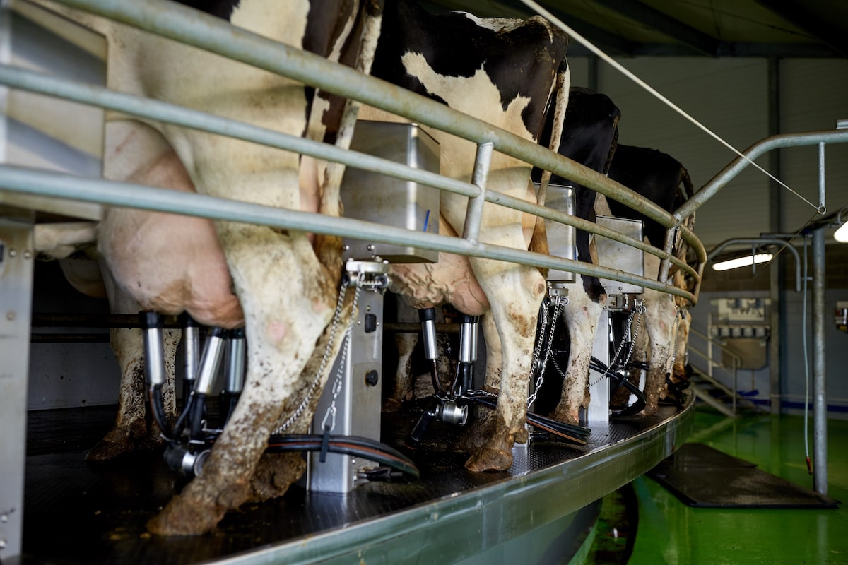 Melkstände nach Maß von Eder Melk und Kühltechnik